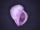 Voir la photo de violacea